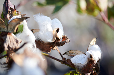 TABIO'S COTTON